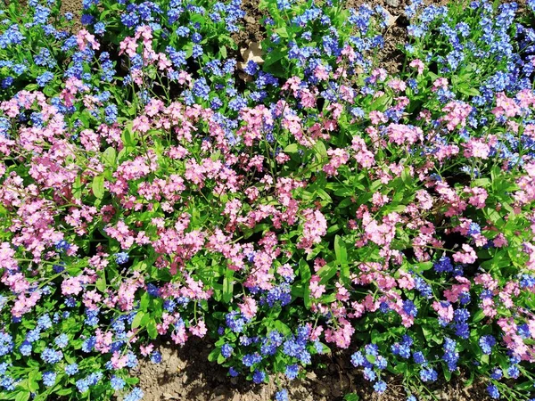 Beni-unutma-lar. Myosotis, Boraginaceae ailesinde çiçek açan mavi pembe bitkiler. Unutma beni otları ya da akrep otları. Çimleri ve çiçek yataklarını süslemek için Myosotis alpestris çiçeği. Bahçe manzarası