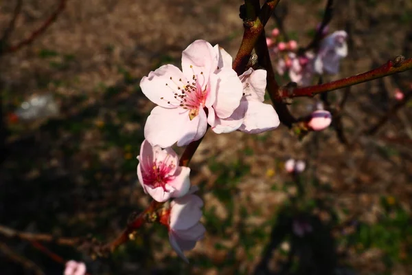 과수원의 시기에는 복숭아 의커다란 분홍빛 꽃들이 세르비아에 꽃피는 나뭇가지에 — 스톡 사진