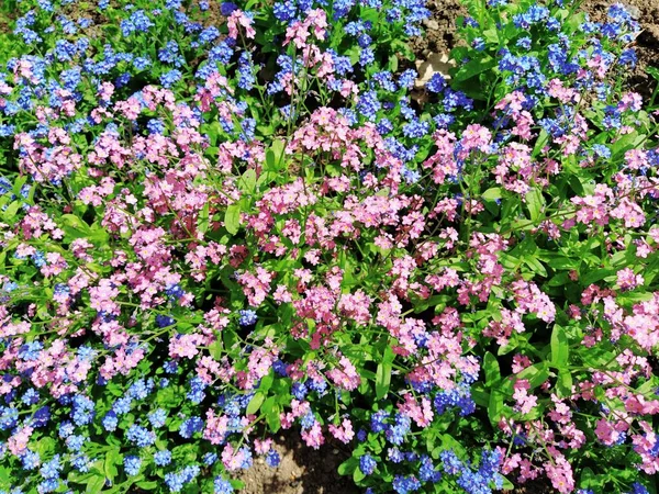 Zapomeňte Myosotis Kvetoucí Modrorůžové Rostliny Čeledi Boraginaceae Zapomeňte Trávu Nebo — Stock fotografie