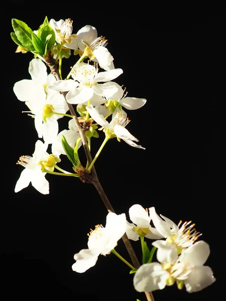 Bird Cherry Cherry Flowers Black Background Close Beautiful Branch White — Stock Photo, Image