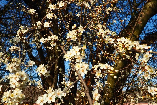 Цвітіння Вишні Солодких Вишень Вишні Птахів Красиві Запашні Білі Квіти — стокове фото