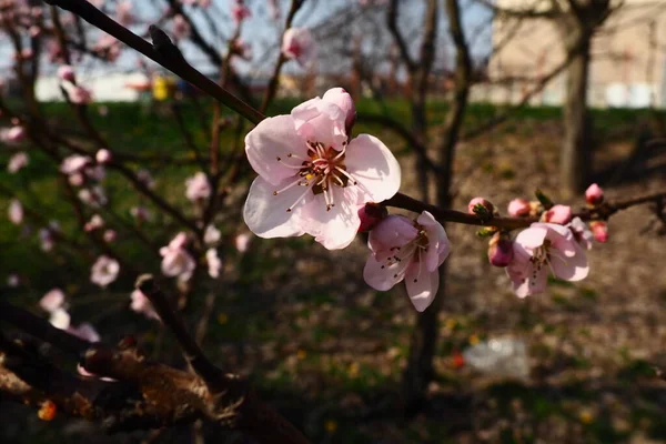 Великі Рожеві Квіти Сливи Персика Або Абрикоса Період Цвітіння Садів — стокове фото