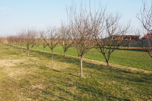 Árboles Frutales Plantados Hilera Una Granja Serbia Primeros Trabajos Agrícolas — Foto de Stock