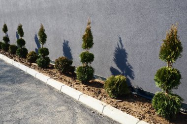 Thuja biçimli bir taç ile. Modern peyzaj tasarımı. Bahçenin, çimlerin, evin güzel dekorasyonu. Asfalta yakın gri bir duvar ve çalılar. Cypress ailesinin jimnastik permaları.