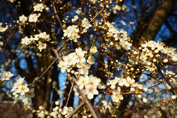 Cseresznye Cseresznye Cseresznye Virágzása Gyönyörű Illatos Fehér Virágok Ágakon Arany — Stock Fotó