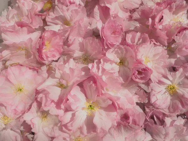 Pembe çiçekler kirazlı sakura arka plan. Çiçek duvarı. Yumuşak seçici odaklanma. Tatil kartpostalı. Pembe taç yaprakları ve sarı mamalar. Güzel arka plan. Yaprak sanatı. Bahar kiraz çiçeği. Prunus serrulata