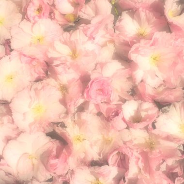 Pembe çiçekler kirazlı sakura arka plan. Çiçek duvarı. Yumuşak seçici odaklanma. Tatil kartpostalı. Pembe taç yaprakları ve sarı mamalar. Güzel arka plan. Bulanık sanat. Bahar kiraz çiçeği. Prunus serrulata