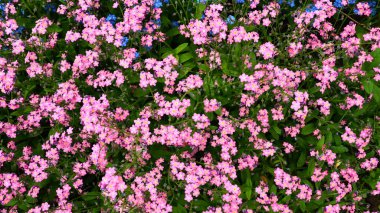 Beni-unutma-lar. Myosotis, Boraginaceae ailesinde çiçek açan pembe bitkiler. Unutma beni otları ya da akrep otları. Çimleri ve çiçek yataklarını süslemek için Myosotis alpestris çiçeği. Bahçe manzarası