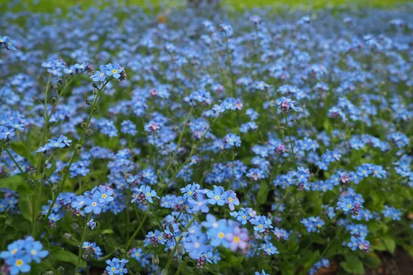 Zapomeňte Myosotis Kvetoucí Modré Rostliny Čeledi Boraginaceae Zapomeňte Nots Nebo — Stock fotografie