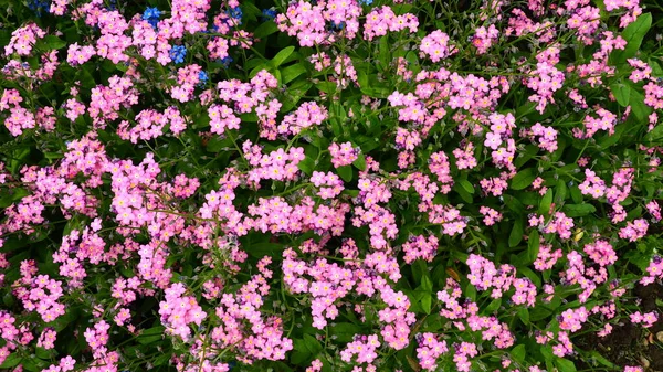 Forget Nots Myosotis Flowering Pink Plants Family Boraginaceae Forget Nots — стоковое фото