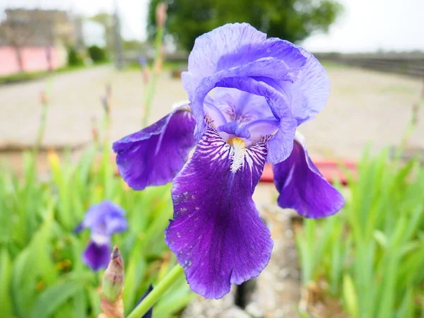 Iris flower. Purple, blue iris. Family Iridaceae. Beautiful city flower bed. Decoration of the garden, lawn, green area. Exquisite inverted flower petals. Floriculture as a hobby.