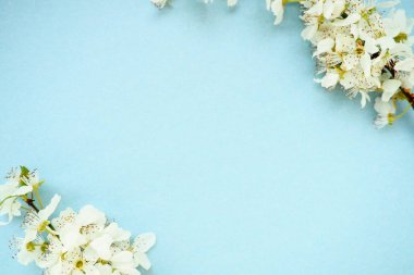 Mavi arka planda beyaz kuş kirazı çiçekleri. Uzayı metin için kopyala. Bayram ya da davetiye için parlak kart. Bahar geldi.