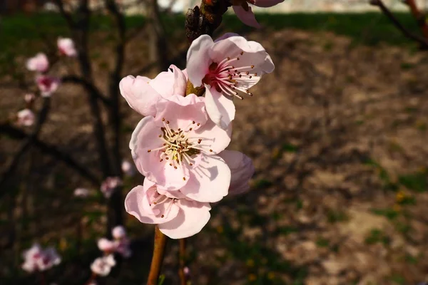 Velké Růžové Květy Švestky Broskve Nebo Meruňky Období Květu Sadů — Stock fotografie