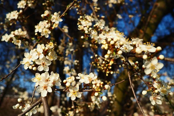 Blossoming of cherries, sweet cherries and bird cherry. Beautiful fragrant white flowers on the branches during the golden hour. Spring white flowers are collected in long thick drooping brushes.