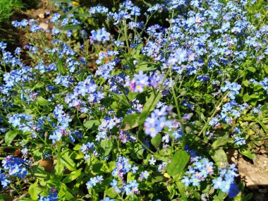 Beni-unutma-lar. Myosotis, Boraginaceae ailesinde çiçek açan mavi bitkiler. Unutma-beni-nots ya da akrep otu Myosotis alpestris çimenleri ve çiçek yataklarını süslemek için küçük çiçekler. Bahçe düzenlemesi