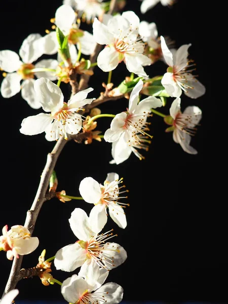 Bird Cherry Cherry Flowers Black Background Close Beautiful Branch White — Stock Photo, Image