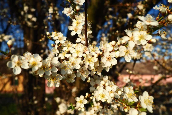 甜樱桃和雀鸟樱桃的光泽 黄金时期枝条上的美丽芬芳的白花 春天的白花是用又长又厚的落叶刷子采摘的 — 图库照片