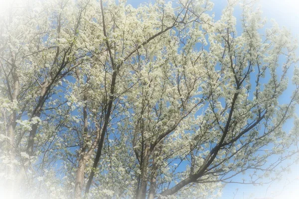 Kwitnienie Wiśni Czereśni Czereśni Liczne Piękne Pachnące Białe Kwiaty Drzewie — Zdjęcie stockowe