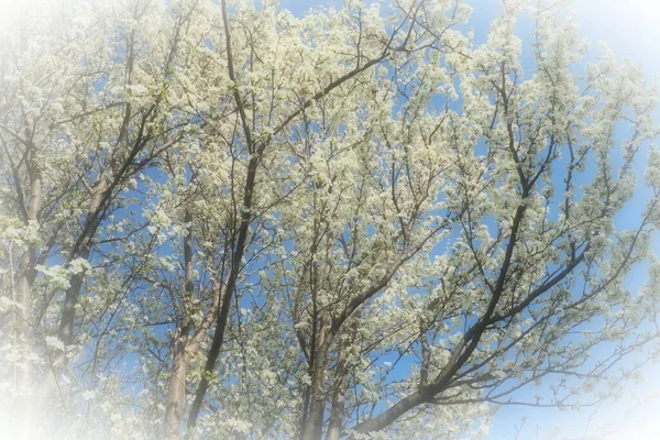 さくらんぼ 鳥の桜の開花 ツリー上の多数の美しい香りの白い花 春の花は垂れ下がったブラシで集められます ぼやけた霧の焦点 ホワイト ヴィネット — ストック写真