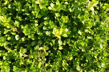 Stellaria media karanfil familyası Caryophyllaceae familyasından bir bitki türüdür. Tespih böcekleri, kanarya otları, dağ bitleri, fıtık, kalp otları, bitki bitleri olarak bilinir. Doğal çayır.