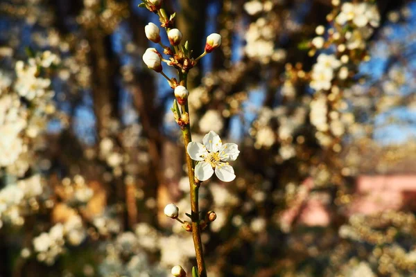Floração Cerejas Cerejas Doces Cerejas Pássaros Belas Flores Brancas Perfumadas — Fotografia de Stock