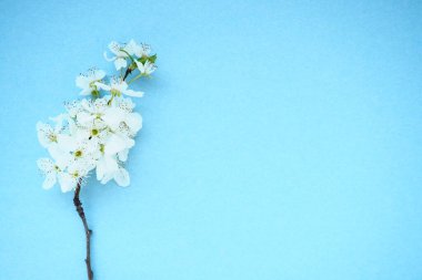 Mavi arka planda beyaz kuş kirazı çiçekleri. Uzayı metin için kopyala. Bayram ya da davetiye için parlak kart. Bahar geldi.