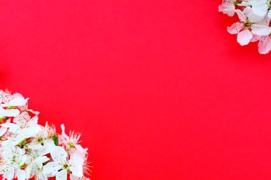 Kırmızı arka planda beyaz kuş kirazı çiçekleri. Uzayı metin için kopyala. Bayram ya da davetiye için parlak kart. Bahar geldi.