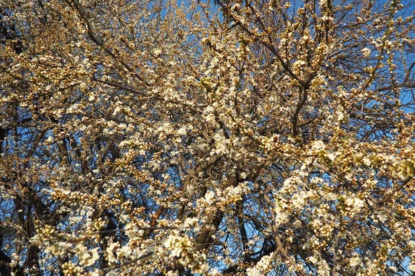 Floração Cerejas Cerejas Doces Cerejas Pássaros Numerosas Belas Flores Brancas — Fotografia de Stock