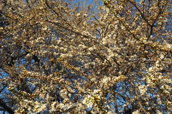 Цветение Вишни Вишни Вишни Многочисленные Красивые Ароматные Белые Цветы Дереве — стоковое фото