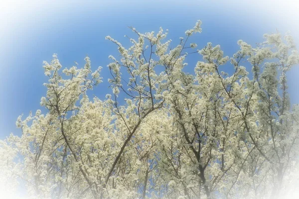 Floração Cerejas Cerejas Doces Cerejas Pássaros Numerosas Belas Flores Brancas — Fotografia de Stock