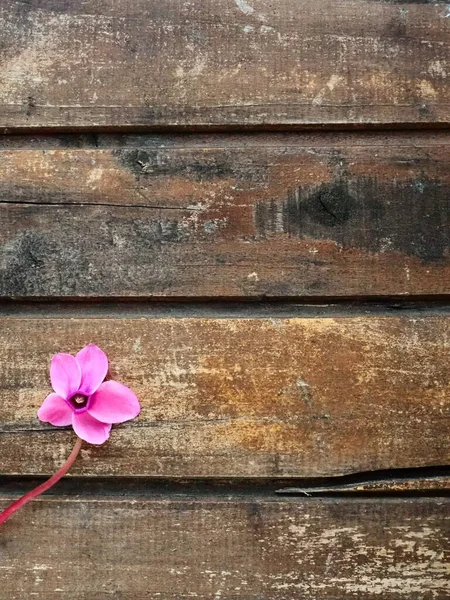 Cyclamen Widok Strony Kwiatu Zniszczone Drewniane Tło Jeden Kwiat Pięcioma — Zdjęcie stockowe