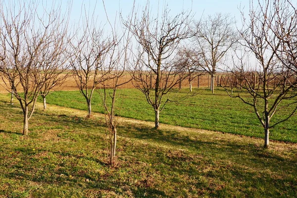 Fruktträd Planterade Rad Gård Serbien Tidigt Våren Jordbruksarbete Äppelplommonträdgård Med — Stockfoto