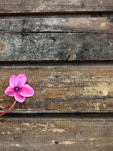 Vista Laterale Del Fiore Ciclamino Sfondo Legno Squallido Fiore Con — Foto Stock