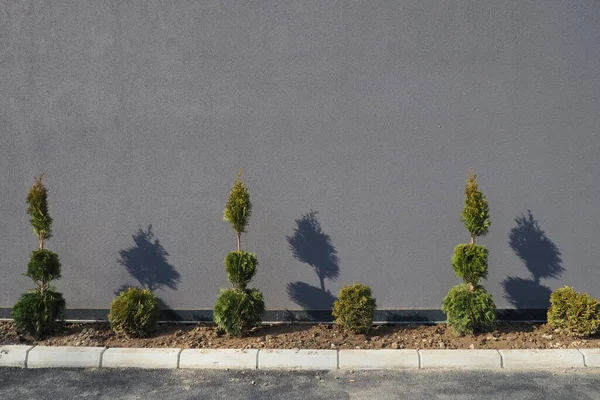 Thuja Mit Einer Geschorenen Krone Moderne Landschaftsplanung Schöne Dekoration Des — Stockfoto