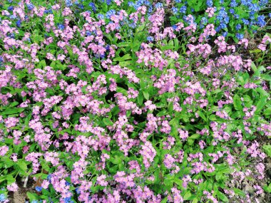 Beni-unutma-lar. Myosotis, Boraginaceae ailesinde çiçek açan mavi pembe bitkiler. Unutma beni otları ya da akrep otları. Çimleri ve çiçek yataklarını süslemek için Myosotis alpestris çiçeği. Bahçe manzarası