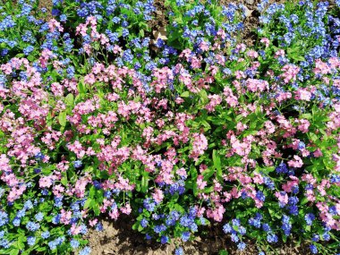 Beni-unutma-lar. Myosotis, Boraginaceae ailesinde çiçek açan mavi pembe bitkiler. Unutma beni otları ya da akrep otları. Çimleri ve çiçek yataklarını süslemek için Myosotis alpestris çiçeği. Bahçe manzarası