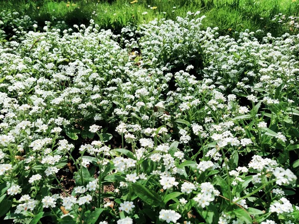 Zapomeňte Myosotis Kvetoucí Bílé Rostliny Čeledi Boraginaceae Zapomeňte Trávu Nebo — Stock fotografie