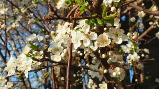 桜、さくらんぼ、鳥の桜の開花。黄金の時間の間に枝に美しい香りの白い花。花は長い高密度の垂下ブラシで収集されます。風が吹く. — ストック動画