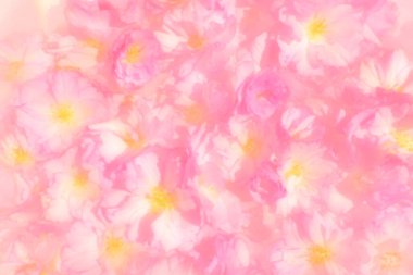 Pembe çiçekler kirazlı sakura arka plan. Çiçek duvarı çizimi. Yumuşak seçici odaklanma. Tatil kartpostalı. Pembe taç yaprakları ve sarı mamalar. Güzel arka plan. Bulanık sanat. Bahar kiraz çiçeği.