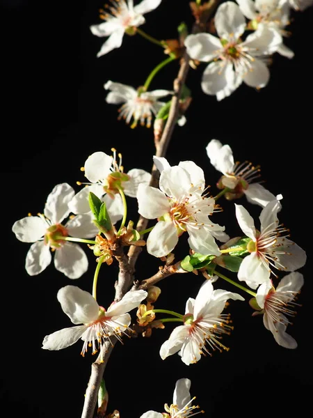 Bird Cherry Cherry Flowers Black Background Close Beautiful Branch White — Stock Photo, Image