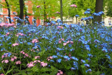 Beni-unutma-lar. Myosotis, Boraginaceae ailesinde çiçek açan mavi pembe bitkiler. Unutma beni otları ya da akrep otları. Çimleri ve çiçek yataklarını süslemek için Myosotis alpestris çiçeği. Bahçe manzarası