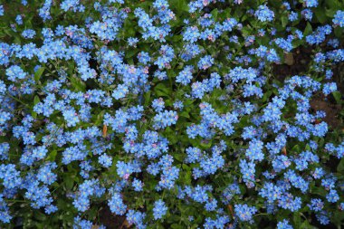 Beni-unutma-lar. Myosotis, Boraginaceae ailesinde çiçek açan mavi bitkiler. Unutma-beni-nots ya da akrep otu Myosotis alpestris çimenleri ve çiçek yataklarını süslemek için küçük çiçekler. Bahçe düzenlemesi