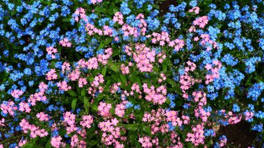 Beni-unutma-lar. Myosotis, Boraginaceae ailesinde çiçek açan mavi pembe bitkiler. Unutma beni otları ya da akrep otları. Çimleri ve çiçek yataklarını süslemek için Myosotis alpestris çiçeği. Bahçe manzarası