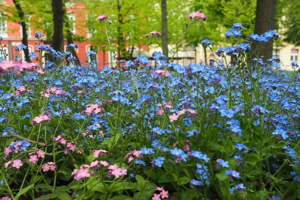 Nie Zapominajcie Mnie Myosotis Kwitnące Niebiesko Różowe Rośliny Rodzinie Boraginaceae — Zdjęcie stockowe