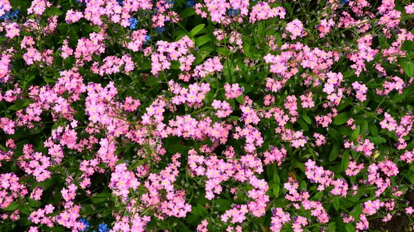 Olvídame Myosotis Plantas Rosadas Con Flores Familia Boraginaceae Olvídate Las — Foto de Stock