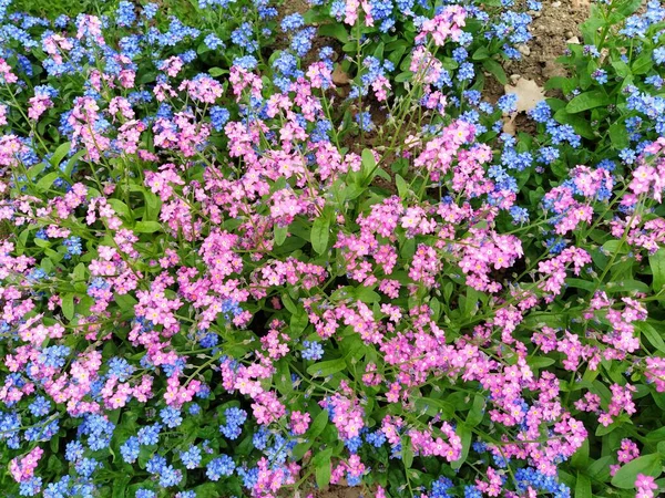 Beni-unutma-lar. Myosotis, Boraginaceae ailesinde çiçek açan mavi pembe bitkiler. Unutma beni otları ya da akrep otları. Çimleri ve çiçek yataklarını süslemek için Myosotis alpestris çiçeği. Bahçe manzarası