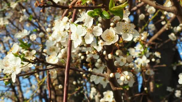 Florecimiento Cerezas Cerezas Dulces Cerezas Pájaro Hermosas Flores Blancas Fragantes — Vídeo de stock