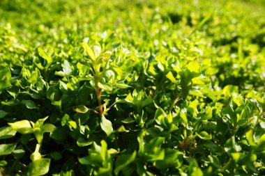 Stellaria media karanfil familyası Caryophyllaceae familyasından bir bitki türüdür. Tespih böcekleri, kanarya otları, dağ bitleri, fıtık, kalp otları, bitki bitleri olarak bilinir. Doğal çayır.