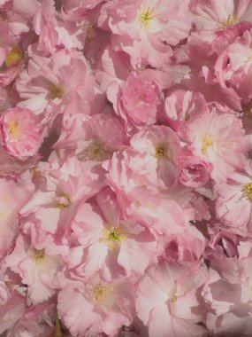 Pembe çiçekler kirazlı sakura arka plan. Çiçek duvarı. Yumuşak seçici odaklanma. Tatil kartpostalı. Pembe taç yaprakları ve sarı mamalar. Güzel arka plan. Yaprak sanatı. Bahar kiraz çiçeği. Prunus serrulata