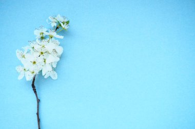 Mavi arka planda beyaz kuş kirazı çiçekleri. Uzayı metin için kopyala. Bayram ya da davetiye için parlak kart. Bahar geldi.